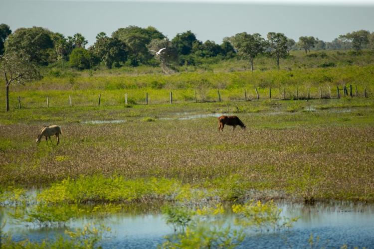 Publicado edital que pagará até R$ 100 mil a quem preserva Pantanal