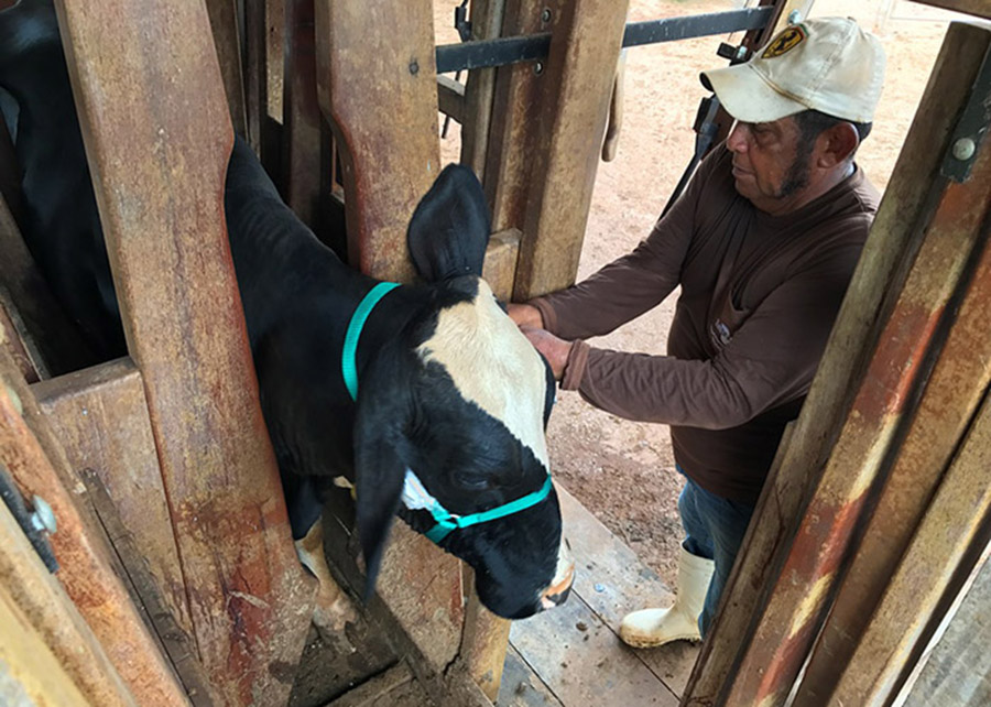 Doença respiratória em gado causa prejuízo por perdas na carcaça