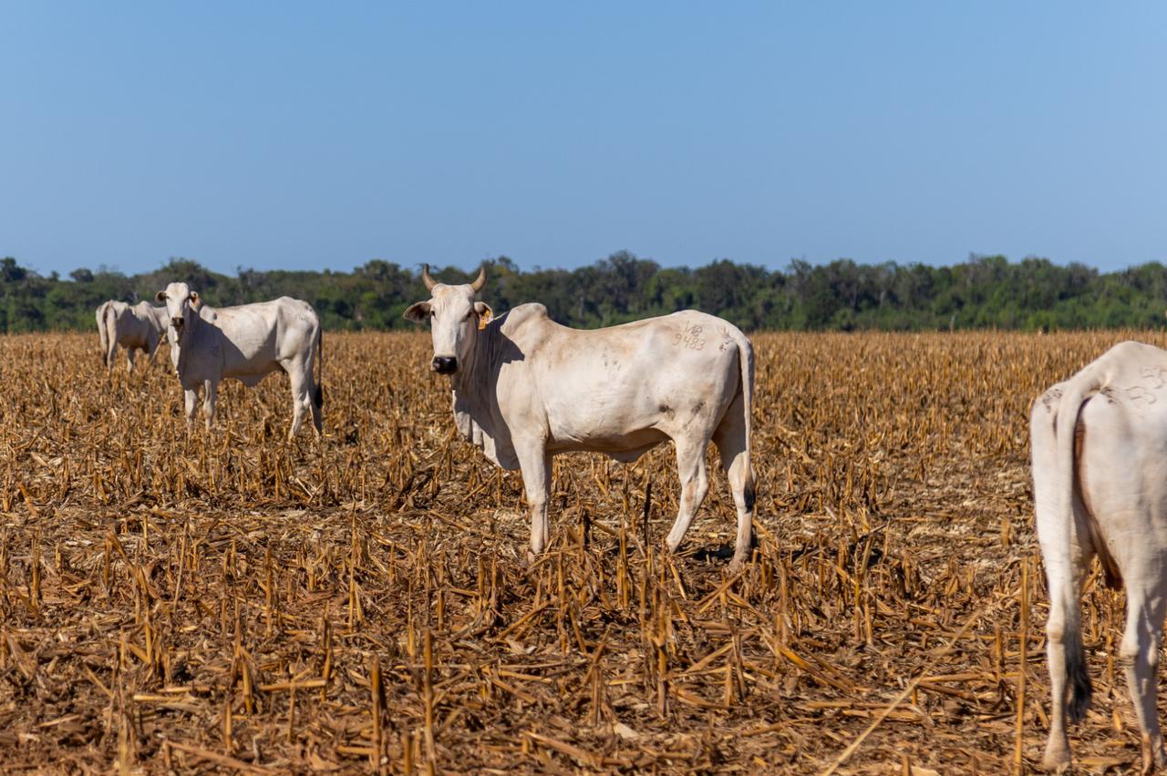 Produtores de MT adotam ILPF para garantir segurança e renda