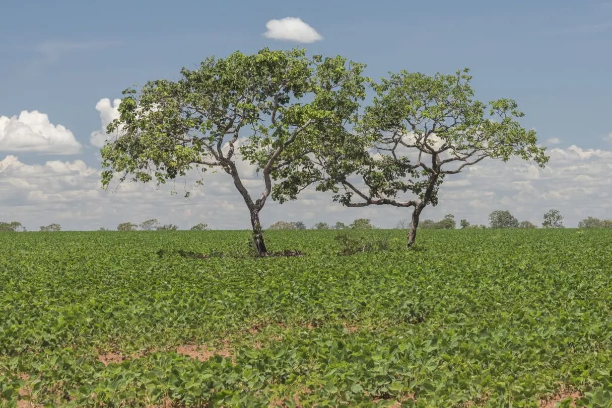 Produtor goiano recebe até R$ 664 por hectare preservado