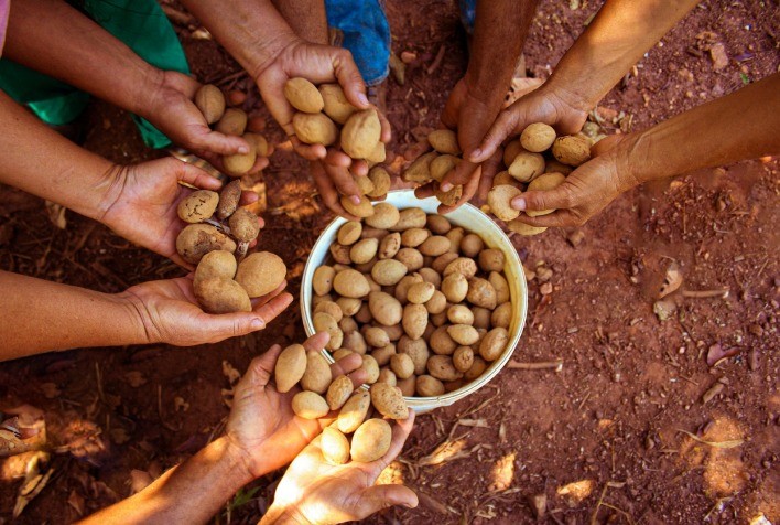 Castanha de baru do Cerrado ganha aval para venda na Europa