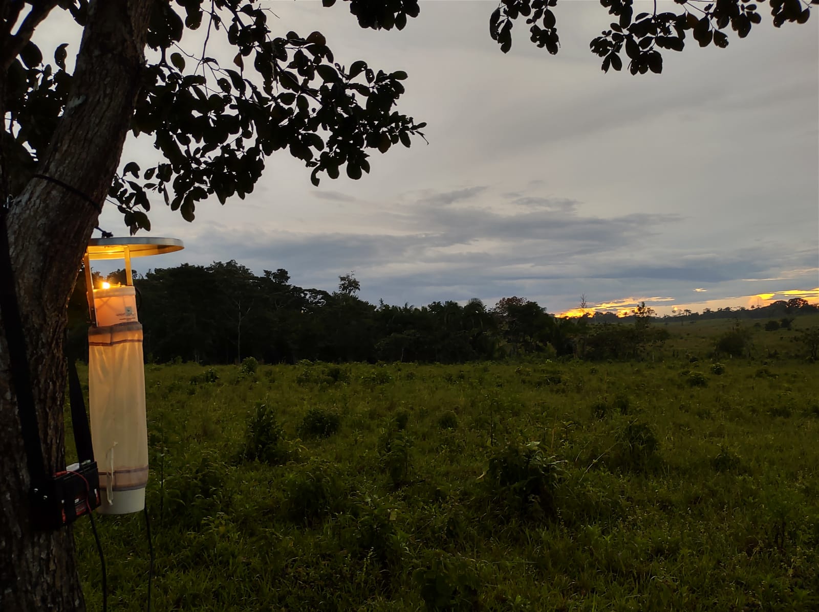 Malária avança em áreas da Amazônia com desmate parcial