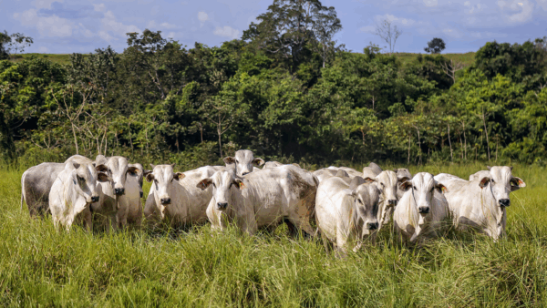 Lucro sobe até 15% na pecuária regenerativa