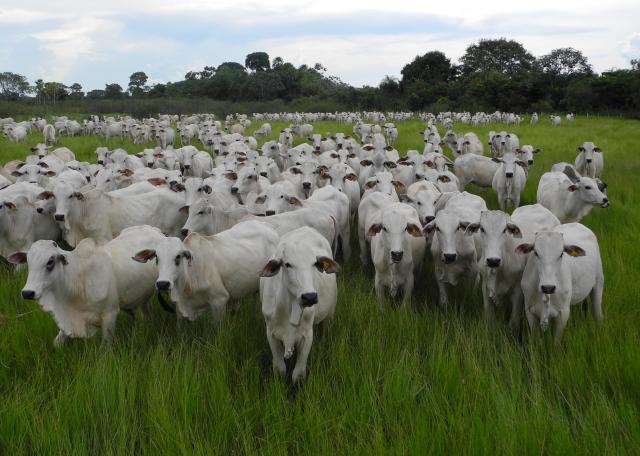 Recuperação de áreas degradadas leva pecuaristas de volta ao mercado