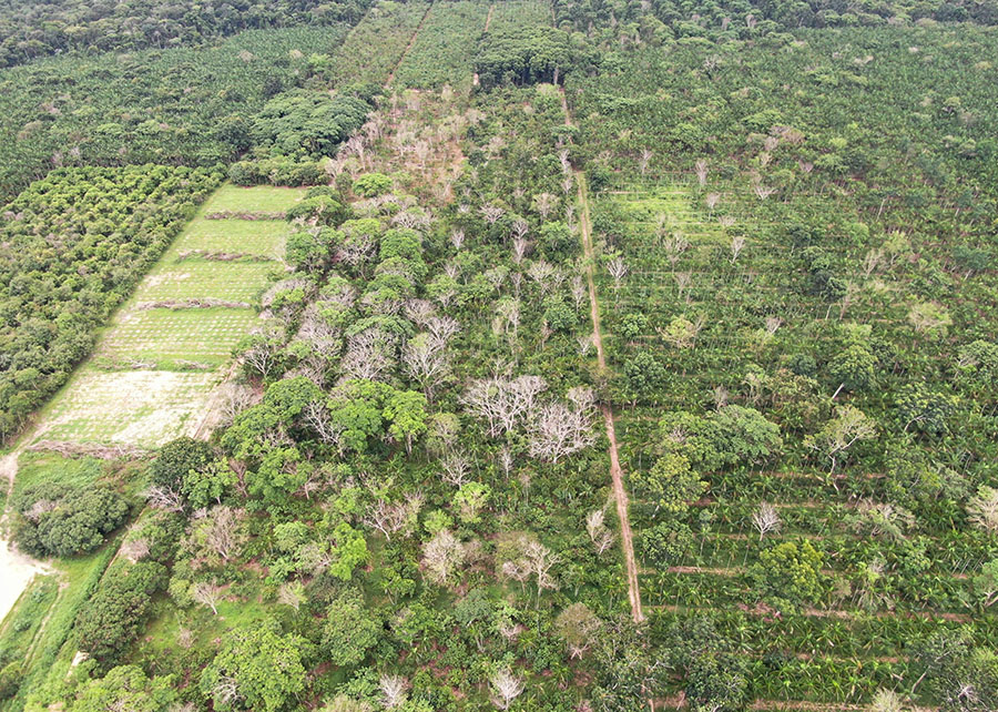Produtores multiplicam lucro em até nove vezes com SAFs na Amazônia