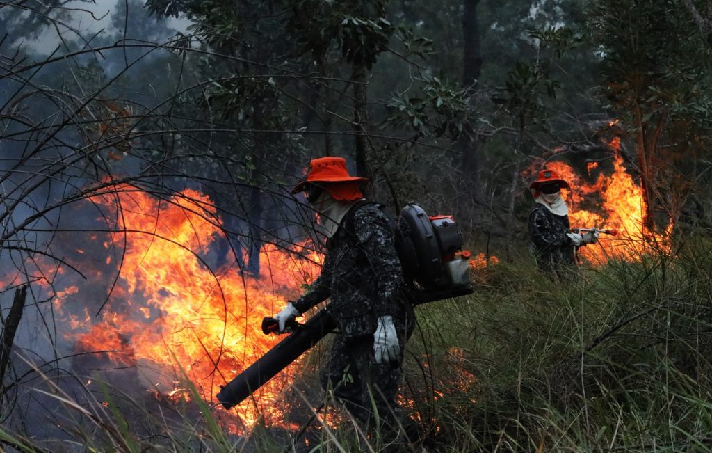 Fogo destrói 468 hectares de vegetação nativa no Cerrado