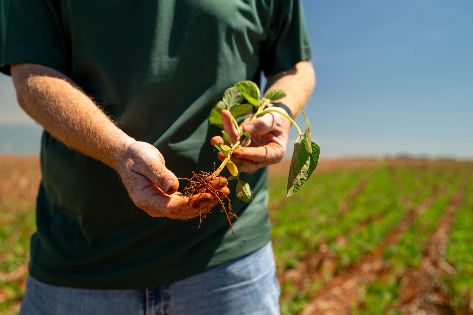 Chuva irregular ameaça soja e janela do milho em Mato Grosso Chuva irregular ameaça soja e janela do milho em Mato Grosso