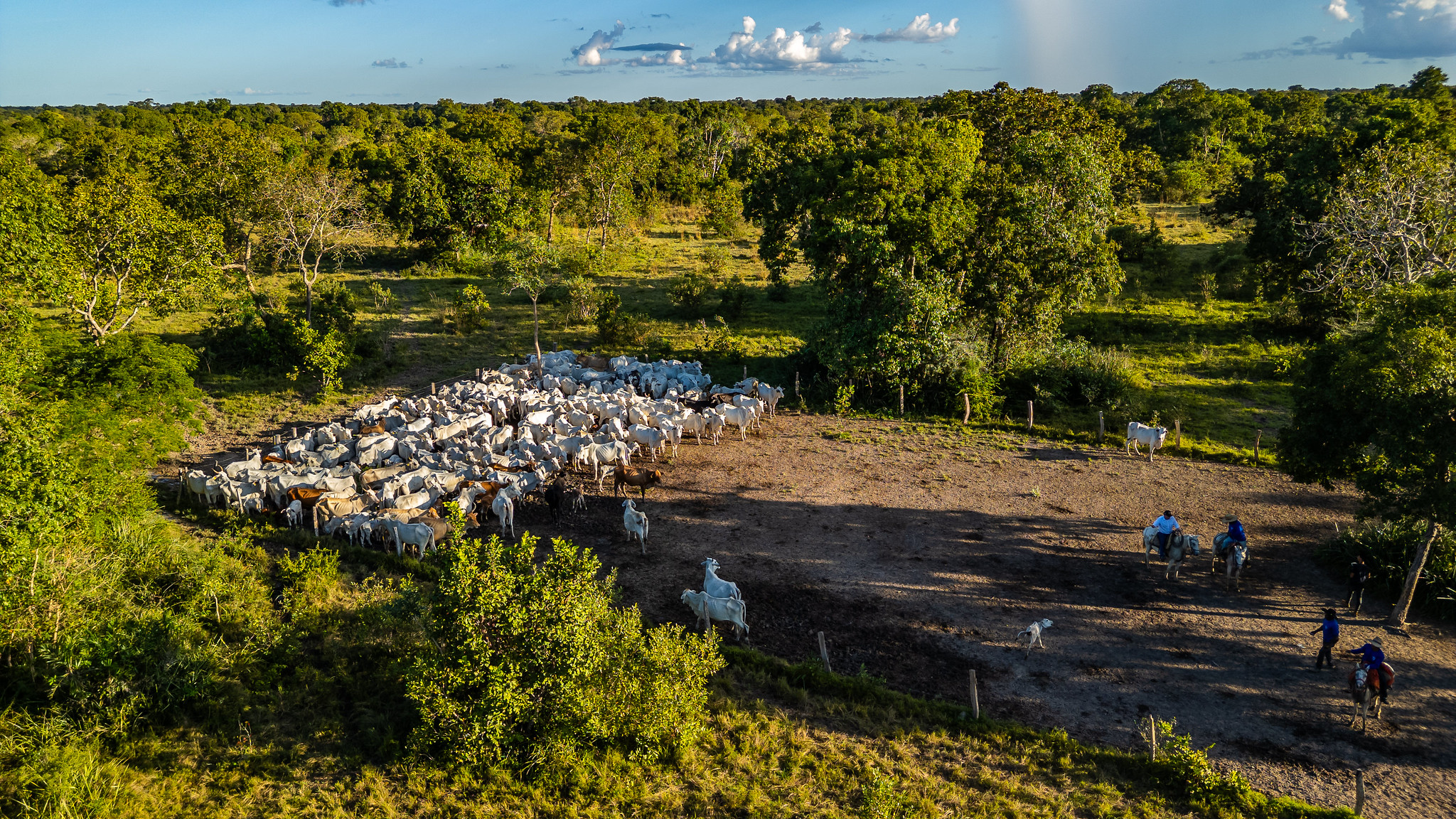 Dia do Pantanal: alto valor ambiental e produtivo