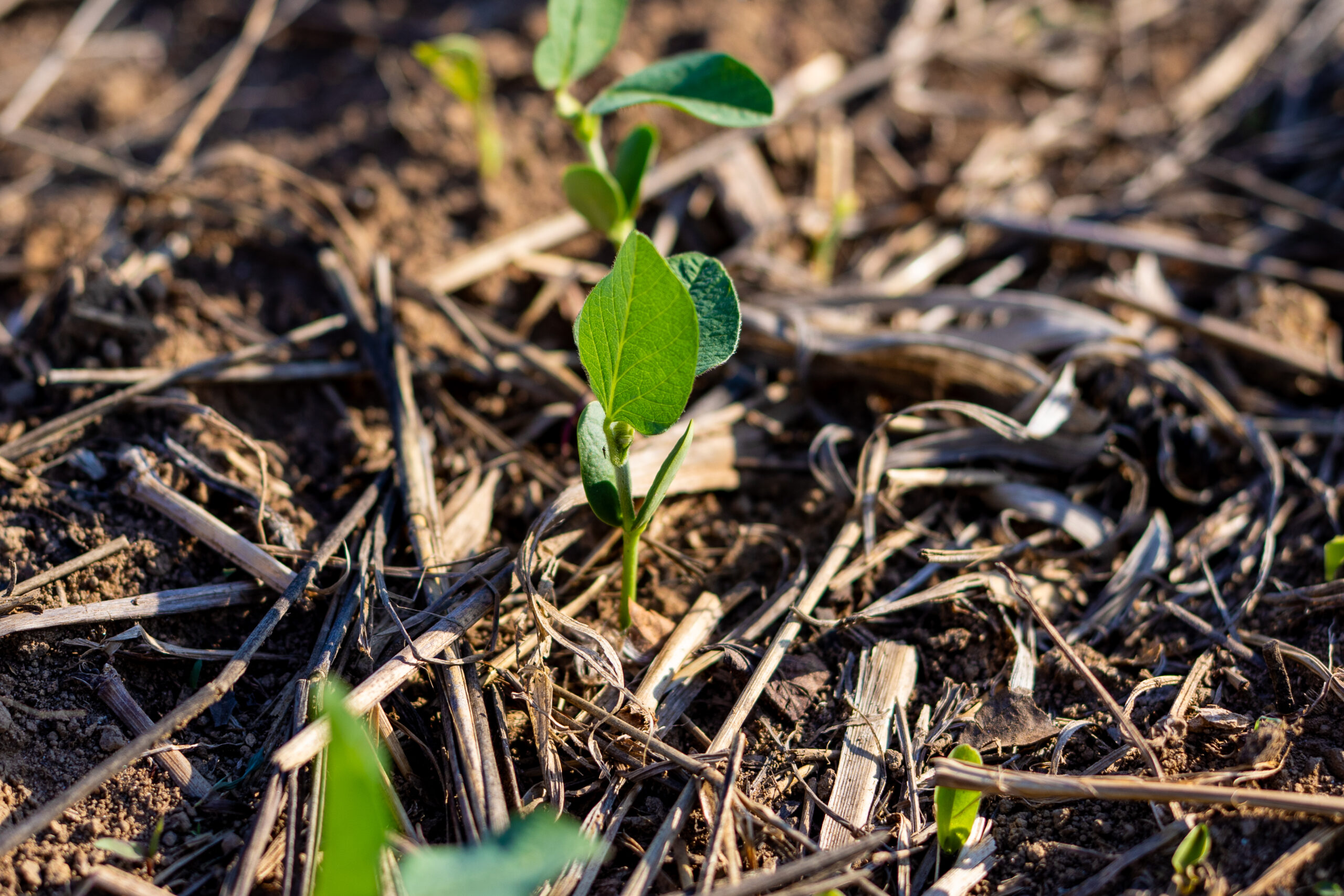 Entenda como plantio direto reduz impacto da falta de chuva
