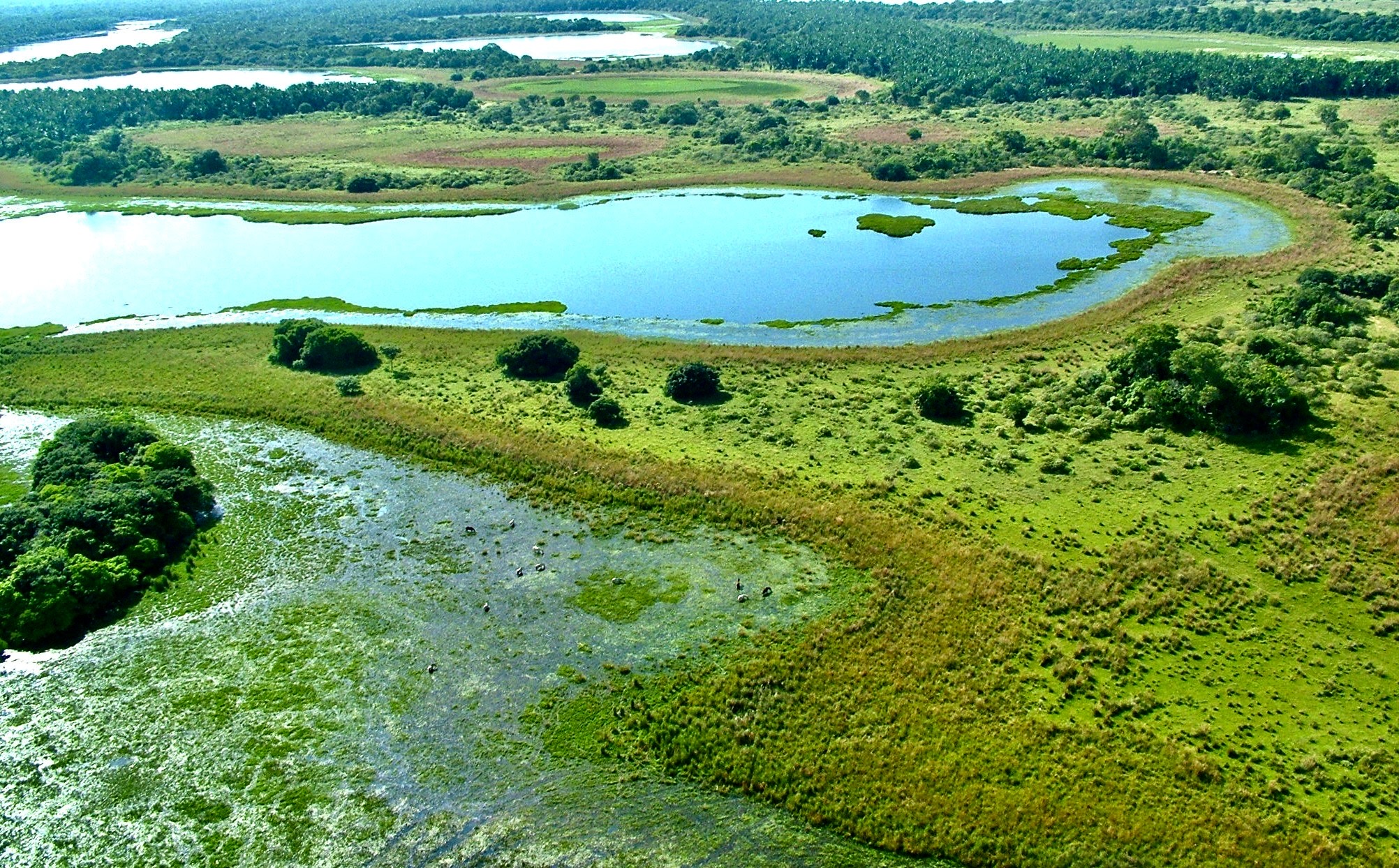 Dia do Pantanal: alto valor ambiental e produtivo - Gigante 163