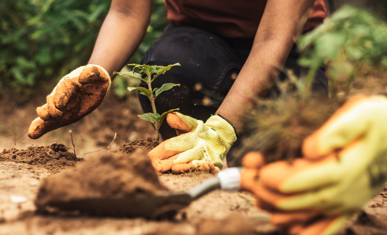 Veja ações que o Mapa vai levar como exemplos à COP30