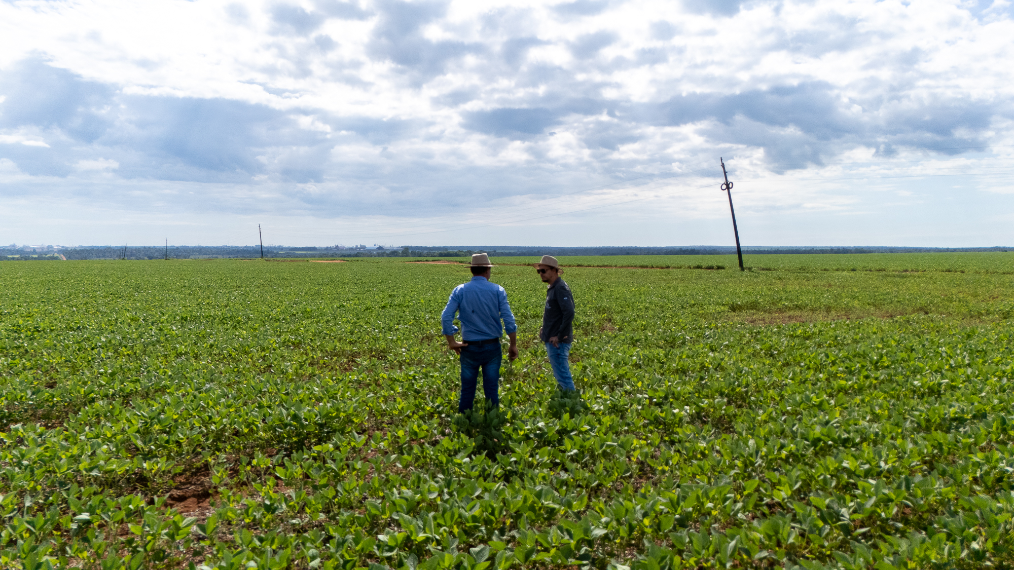 Seca provoca replantio de soja, eleva despesas e compromete milho Seca provoca replantio de soja, eleva despesas e compromete milho