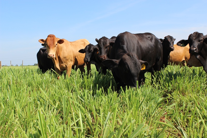 COP30: Embrapa lança selo para certificar carne bovina sustentável