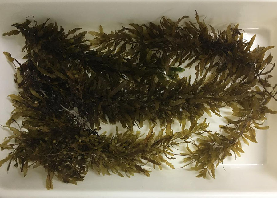 Pesquisa descobre fungo com ação superior a herbicidas como glifosato Pesquisa descobre fungo com ação superior a herbicidas como glifosato