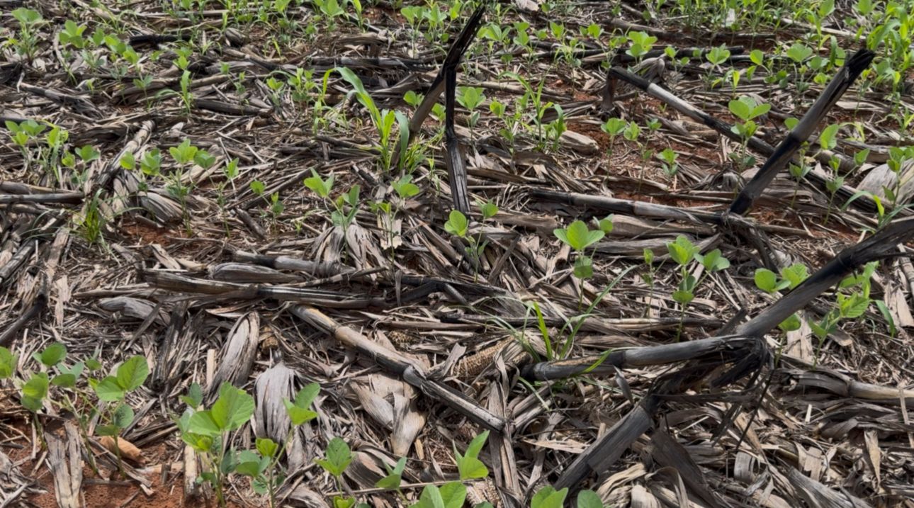 Clima instável freia plantio da soja e pressiona resultados de MT Clima instável freia plantio da soja e pressiona resultados de MT