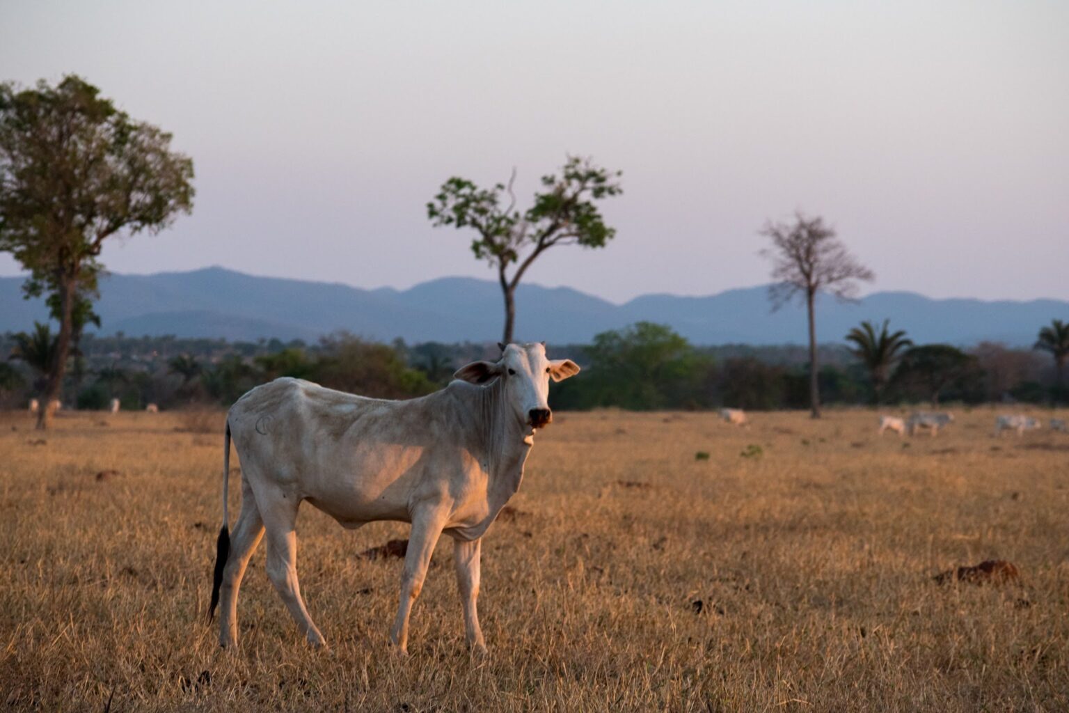 Brasil tem 34 milhões de ha de pastagens para recuperação produtiva Brasil tem 34 milhões de ha de pastagens para recuperação produtiva