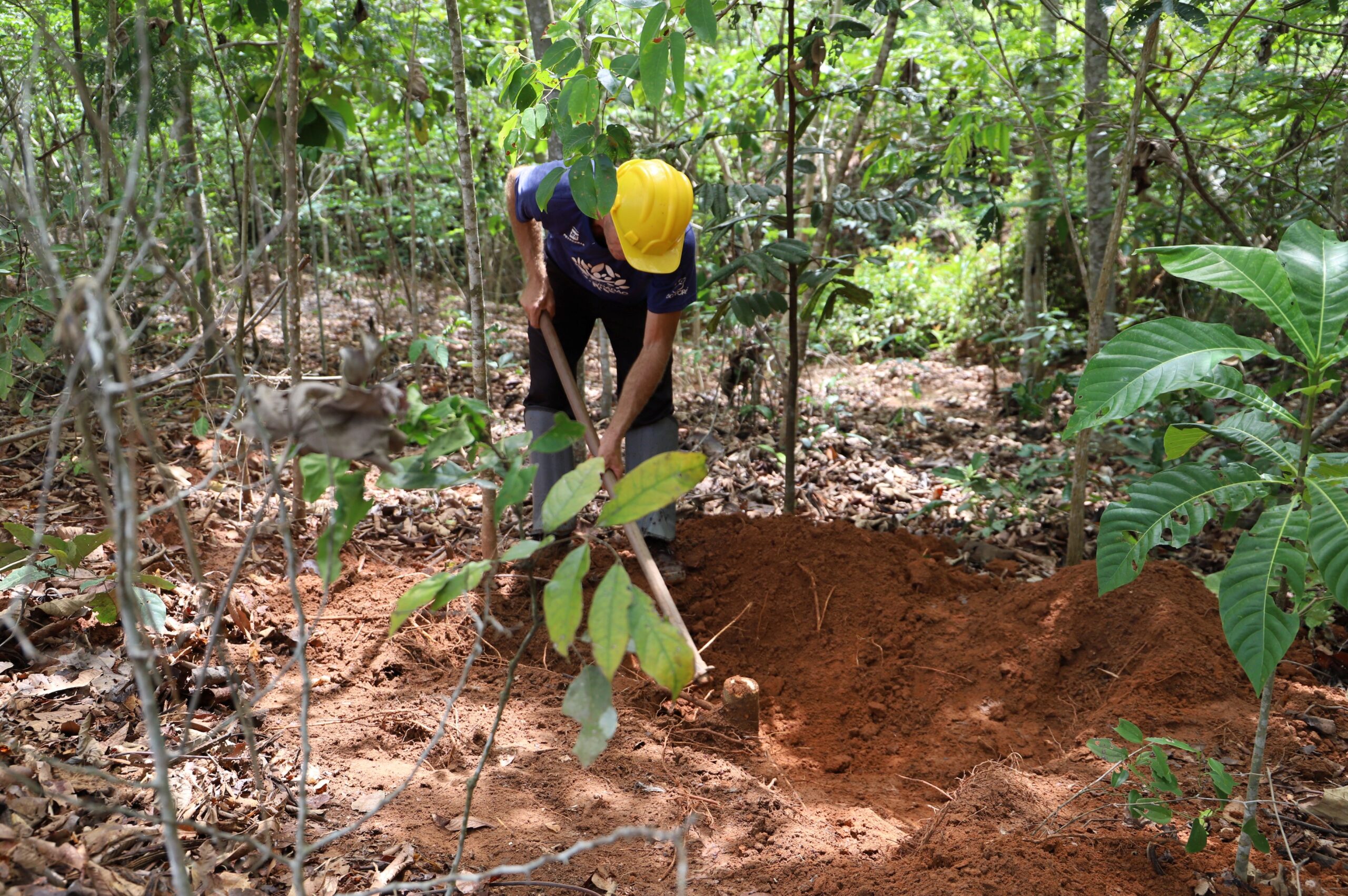 Carbon Countdown vai mapear estoques de carbono no Brasil