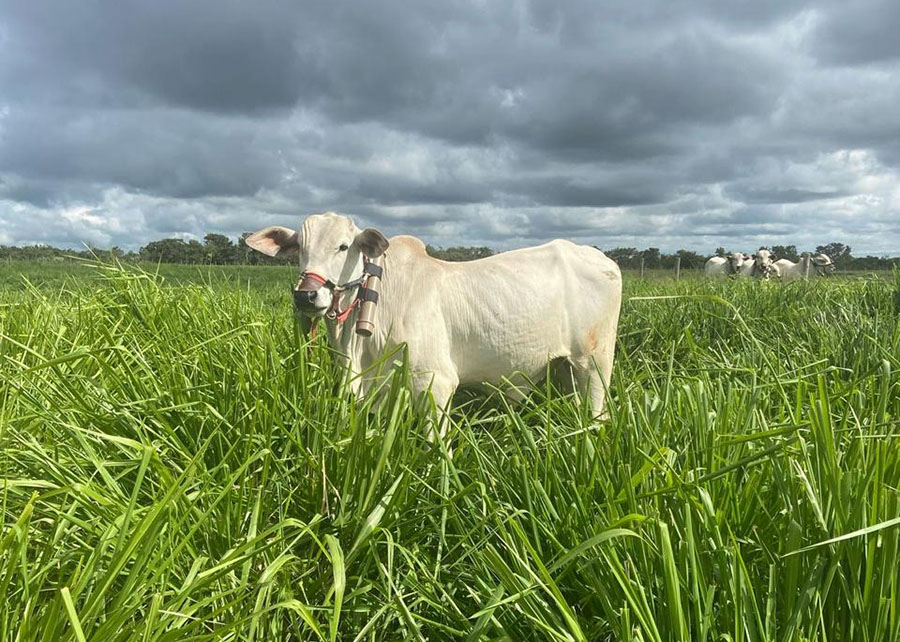 Consórcio em pastagem eleva ganho de peso do gado em até 72%