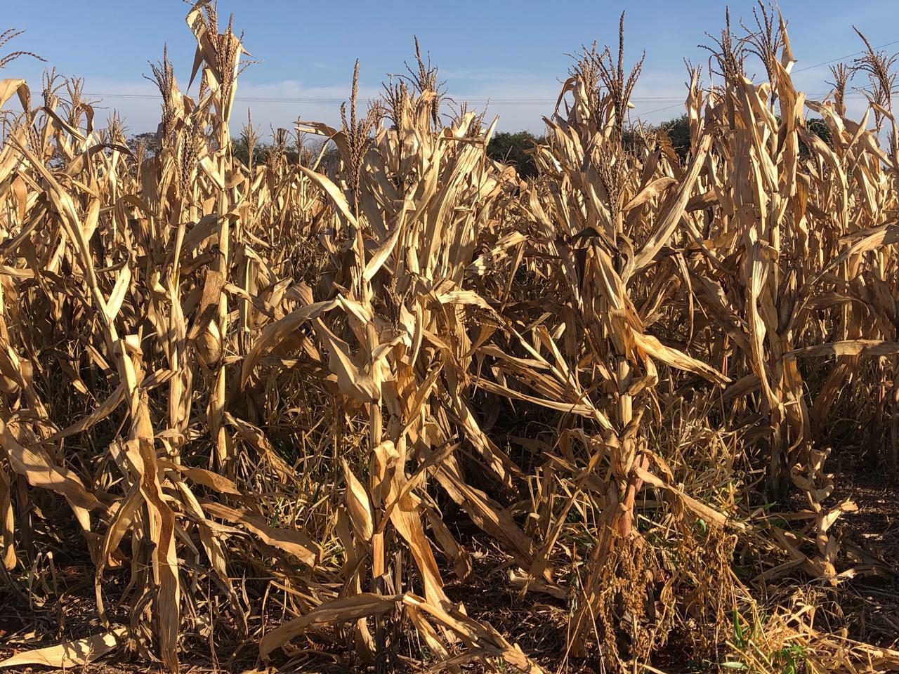 Nova tecnologia mapeia prejuízos da geada com precisão de 96%