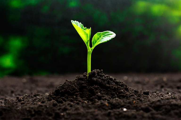 Mapa cria canal direto para notificação de pragas suspeitas