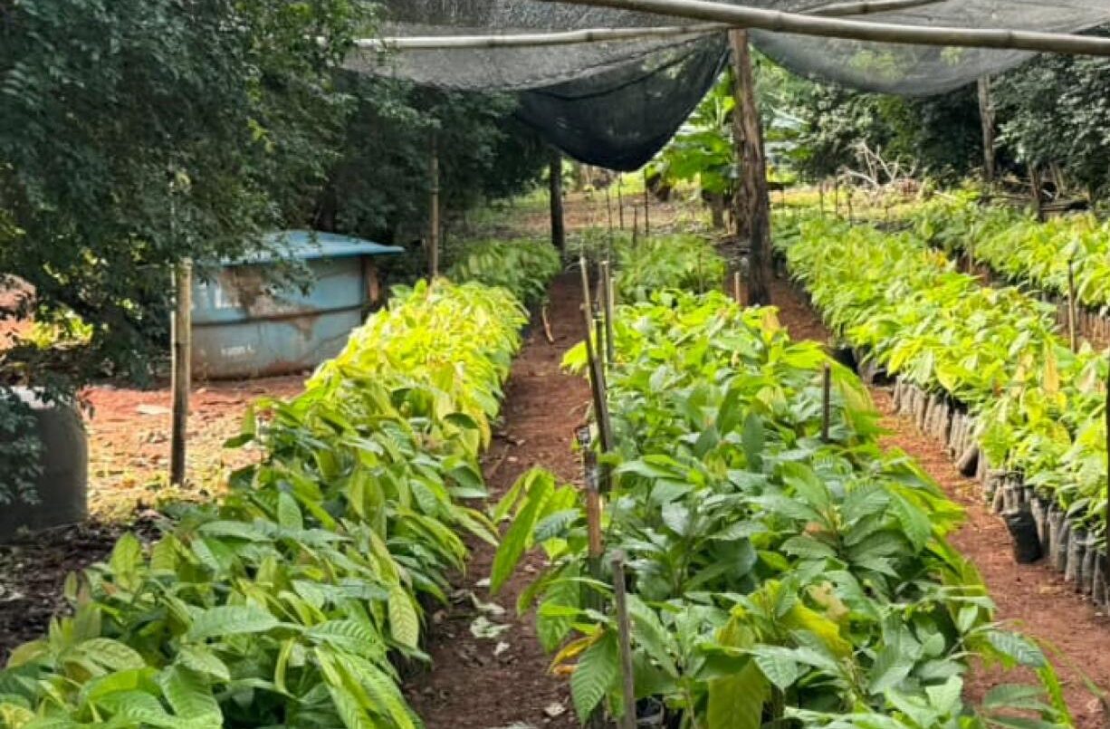Sorriso aposta na produção de cacau sustentável