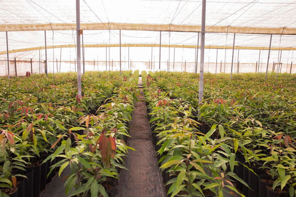 Anvisa libera plantio de cannabis para fins medicinais no Brasil