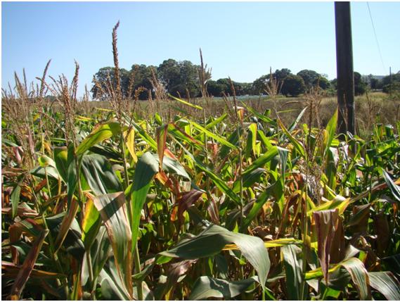 Você sabia? Enfezamento pode causar até 70% de perda no milho