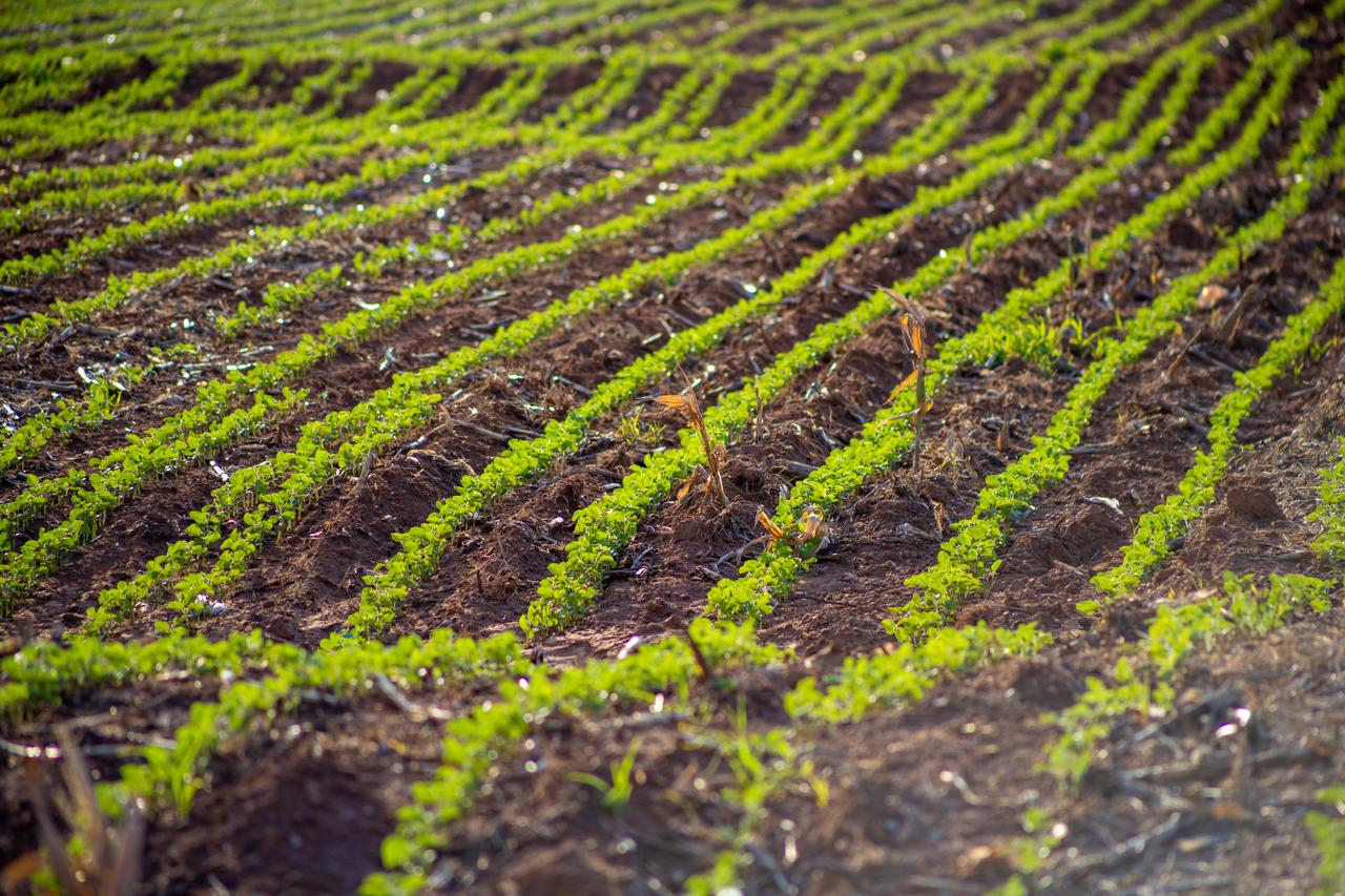 Agro pode gerar R$ 2 bi em créditos de carbono até 2035