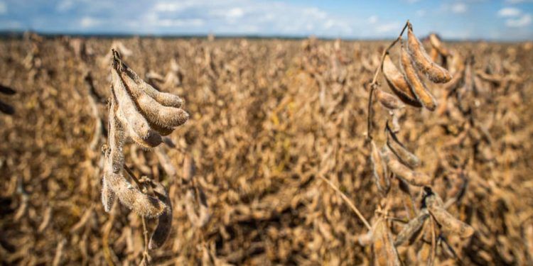 Governo propõe seguro obrigatório para crédito rural Governo propõe seguro obrigatório para crédito rural