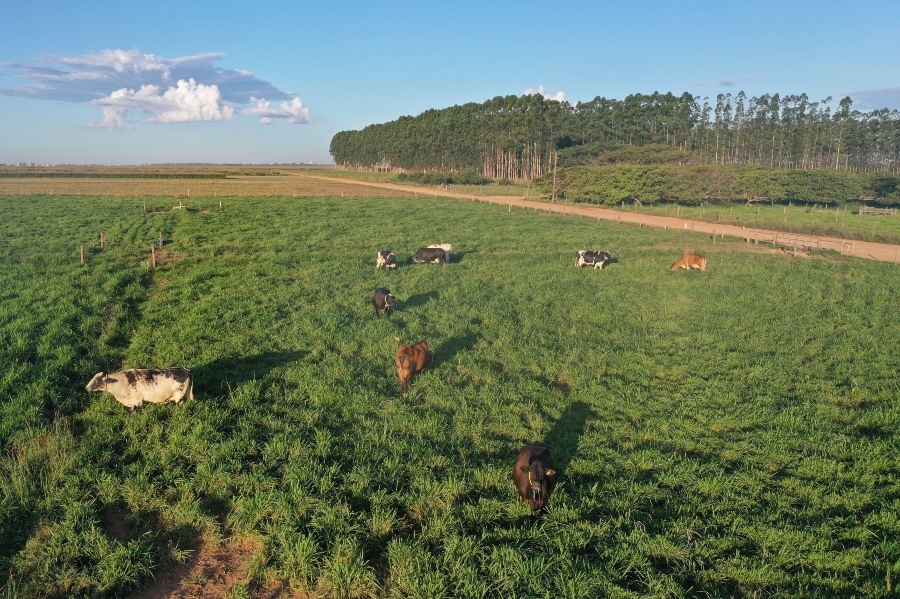Estudo revela como triplicar a eficiência leiteira com o sistema ILP Estudo revela como triplicar a eficiência leiteira com o sistema ILP