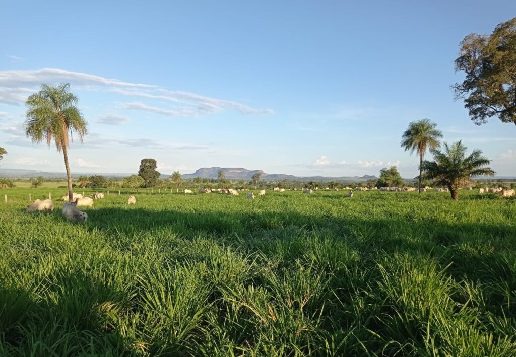 Manejo eleva produtividade da pecuária a 175% em MT Manejo eleva produtividade da pecuária a 175% em MT