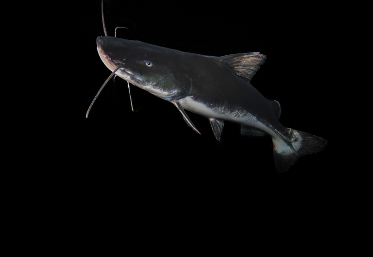 COP15: estudo revelar queda de 90% em peixes migratórios COP15: estudo revelar queda de 90% em peixes migratórios