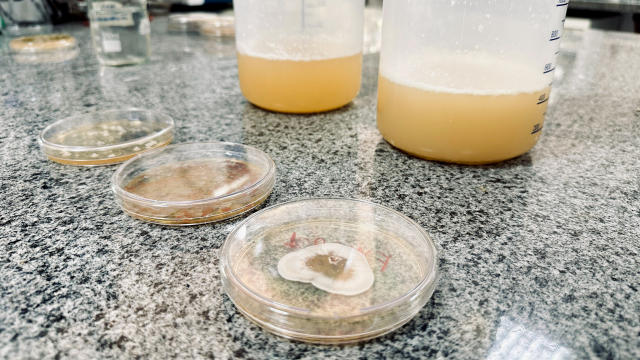 Brasil quer ser líder em biofertilizantes até 2030