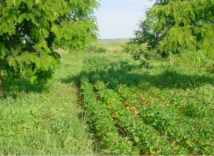 Agroflorestas dobram estoque de carbono no solo do Cerrado