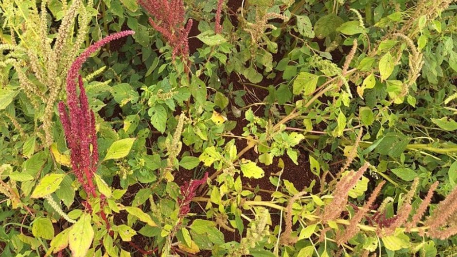 Embrapa Soja alerta para avanço do caruru-roxo nas lavouras