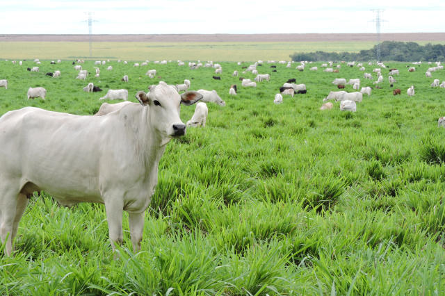 ILP: O escudo contra a seca que alavanca o lucro no campo