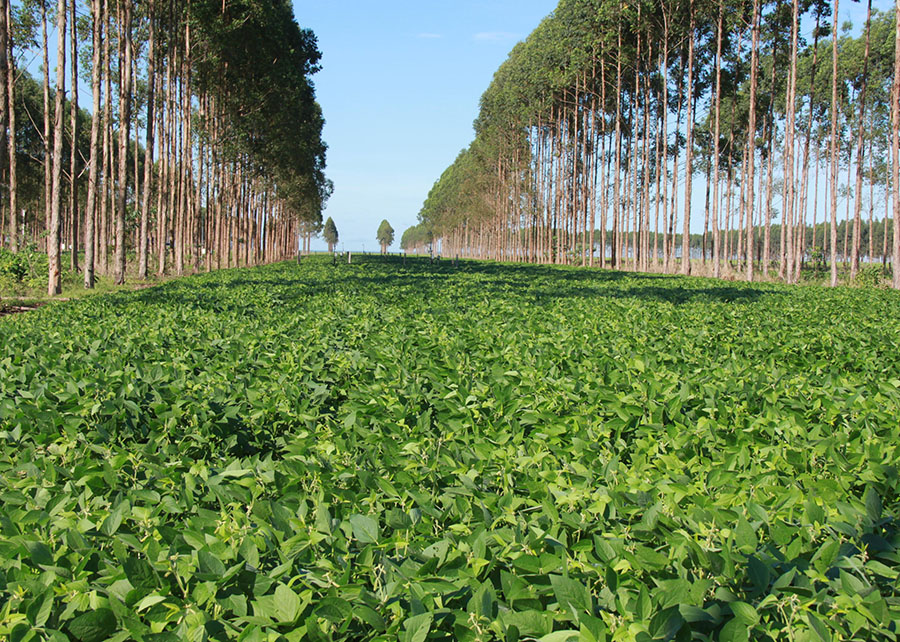 Empréstimos sustentáveis da Cofco miram agro brasileiro