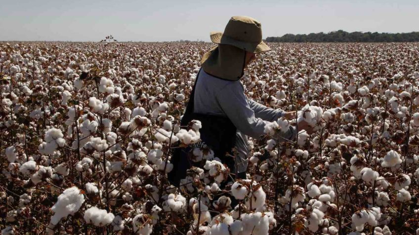 Calor extremo fez trabalhador rural perder 295 horas de serviço Calor extremo fez trabalhador rural perder 295 horas de serviço