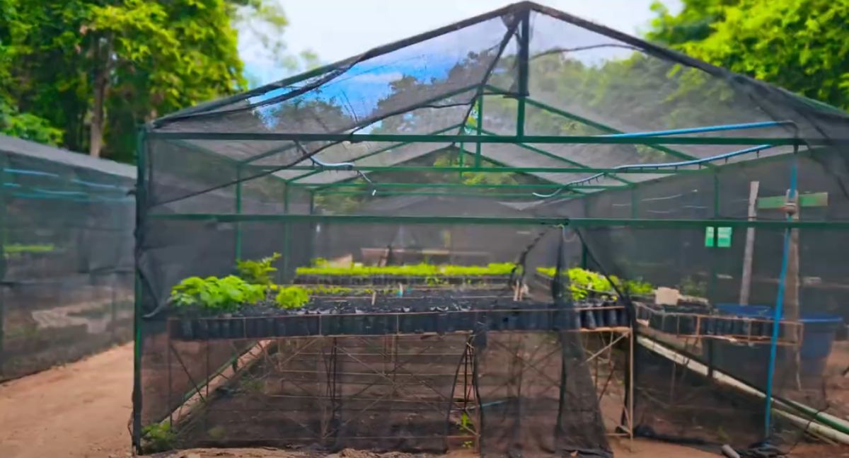 Veja como aplicar a agropecuária regenerativa na sua fazenda