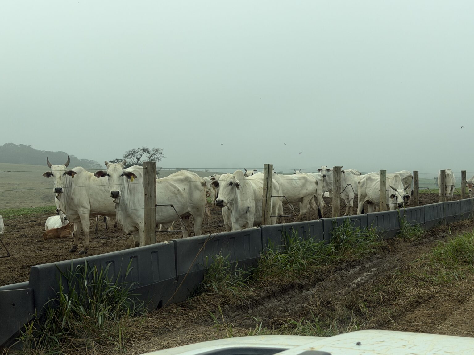 Super Cria: integração e resiliência elevam lucro da pecuária Super Cria: integração e resiliência elevam lucro da pecuária