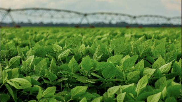 Agricultura regenerativa ganha força no Cerrado com parceria