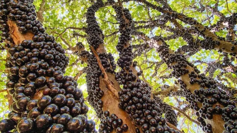 Jabuticaba brilha em lista global e destaca produção de Goiás