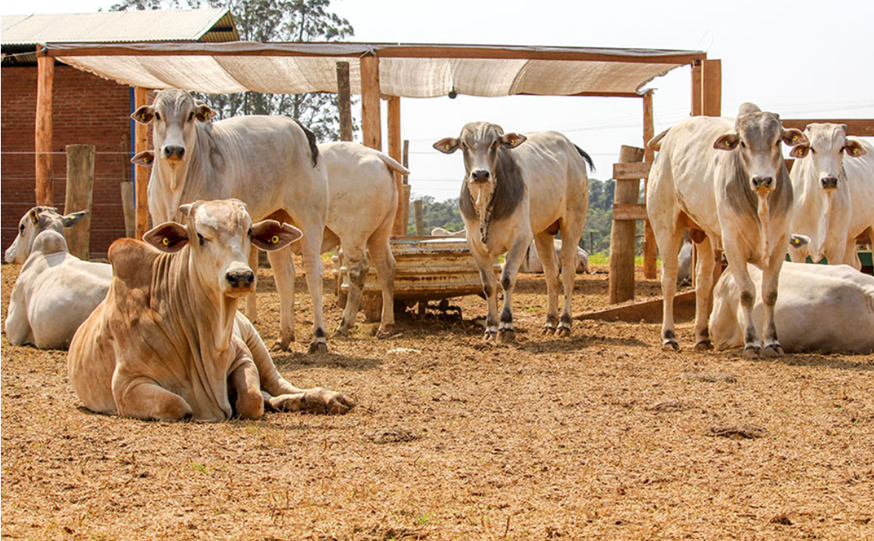 Calor põe mais da metade de MT em perigo para o gado Calor põe mais da metade de MT em perigo para o gado