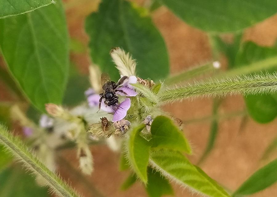 Uso intensivo de químicos altera equilíbrio de abelhas em lavouras Uso intensivo de químicos altera equilíbrio de abelhas em lavouras