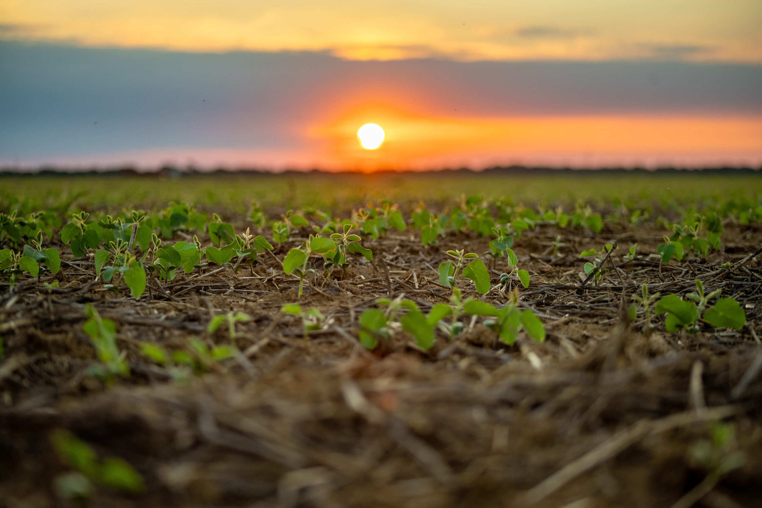 El Niño exige redução da área de soja no início do plantio El Niño exige redução da área de soja no início do plantio