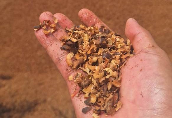 Como resíduos agrícolas podem elevar produtividade em até 24% Como resíduos agrícolas podem elevar produtividade em até 24%