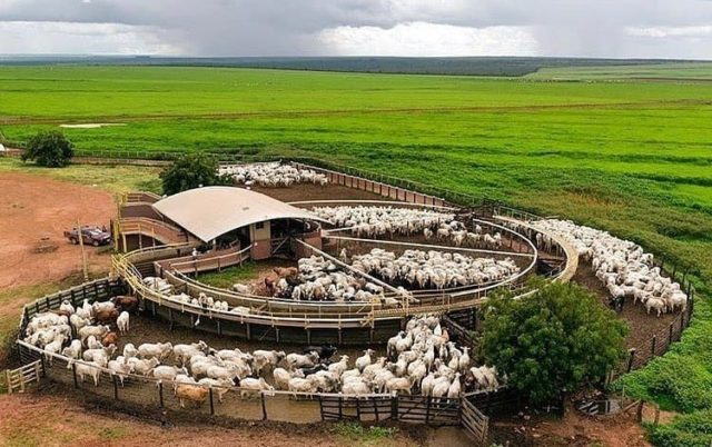 Do pasto à soja: como fazenda de MT cortou 81% dos químicos