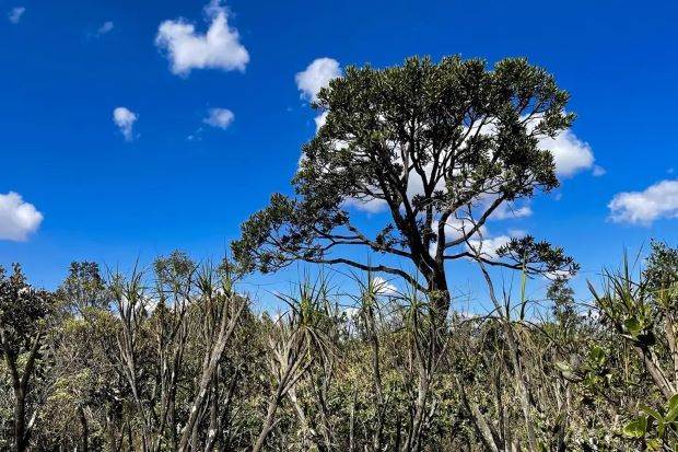 Restaurar o Cerrado pode gerar retorno triplo com carbono Restaurar o Cerrado pode gerar retorno triplo com carbono