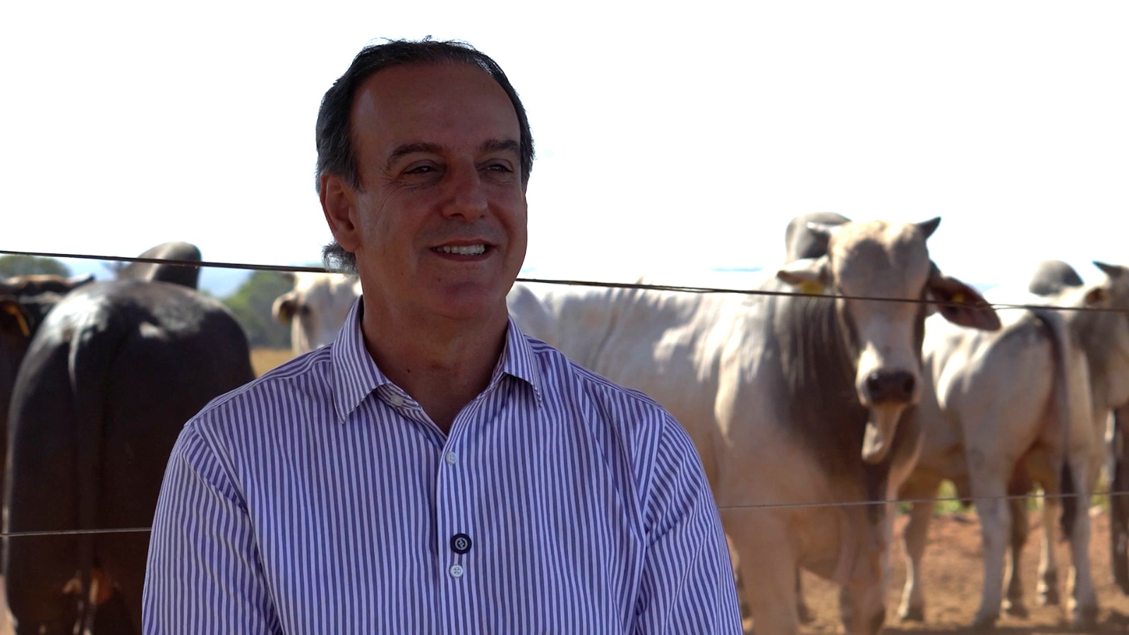 Pecuarista aposta em solo vivo para elevar produção em MT Pecuarista aposta em solo vivo para elevar produção em MT