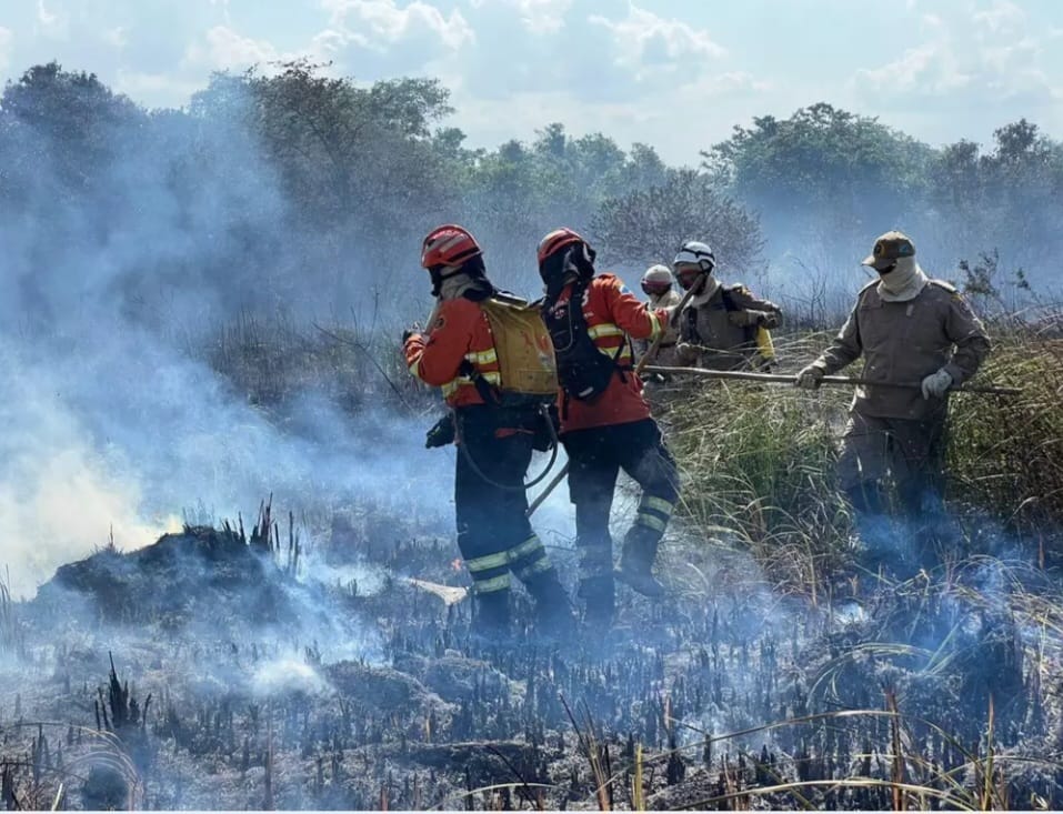 Ministério Público investiga fogo que destruiu 800 ha em MS Ministério Público investiga fogo que destruiu 800 ha em MS